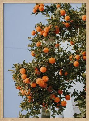 Oranges in Seville Poster