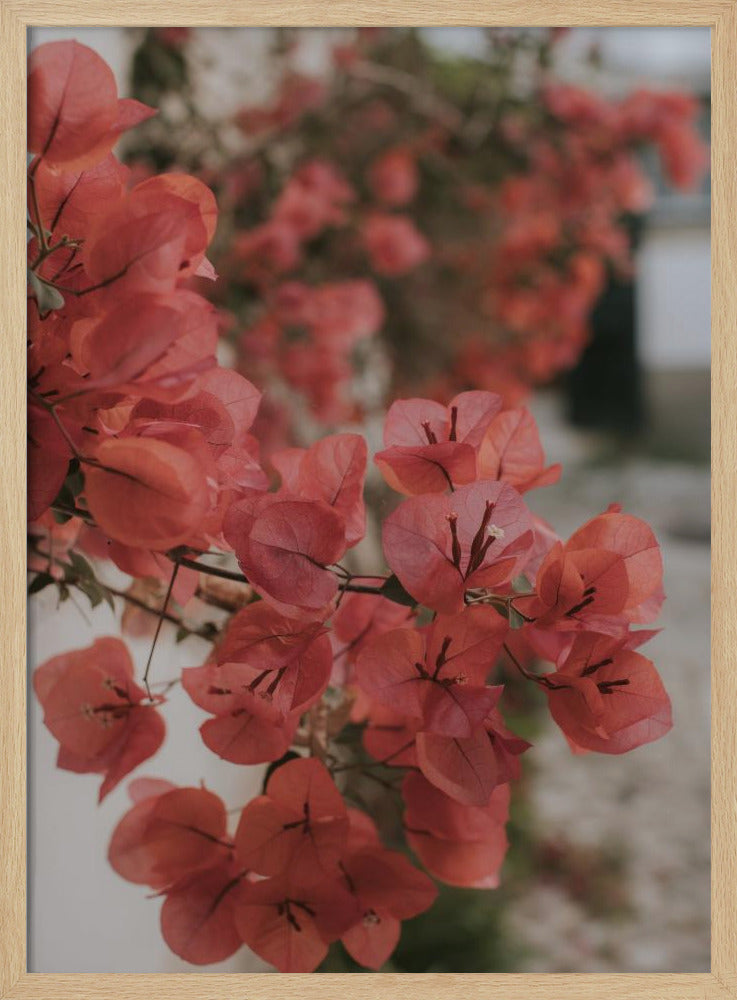 Pink Bougainvilleas Poster