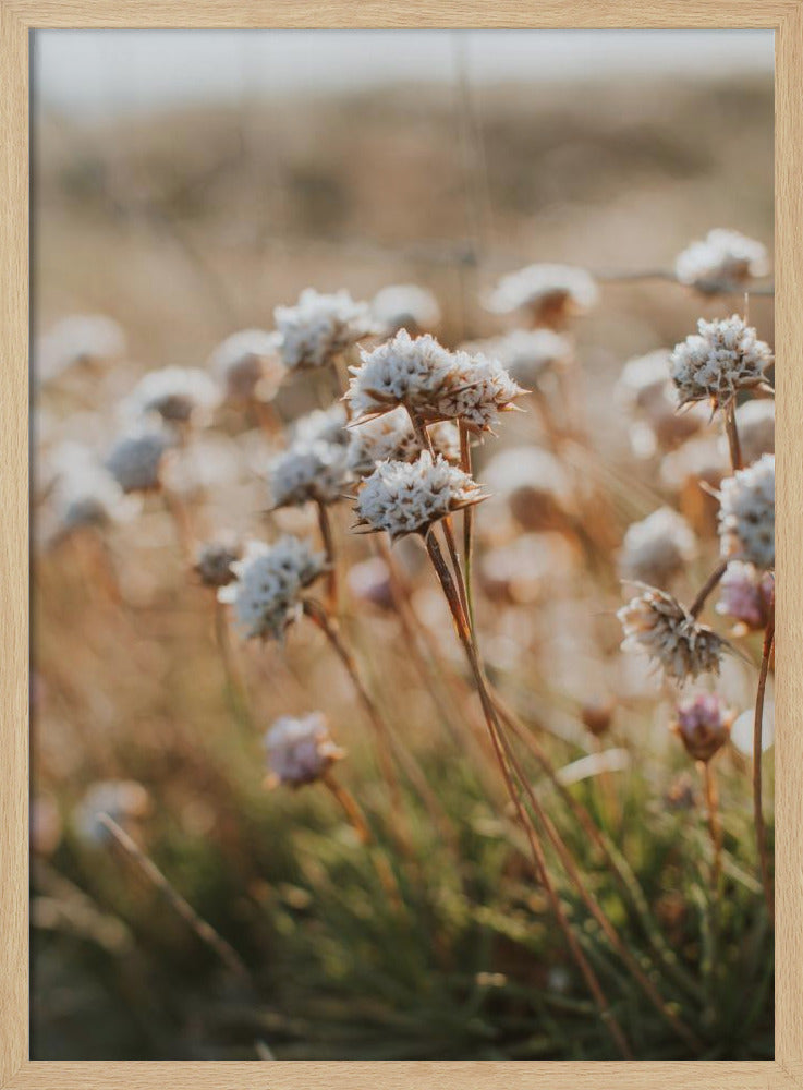 Beach Flora Poster