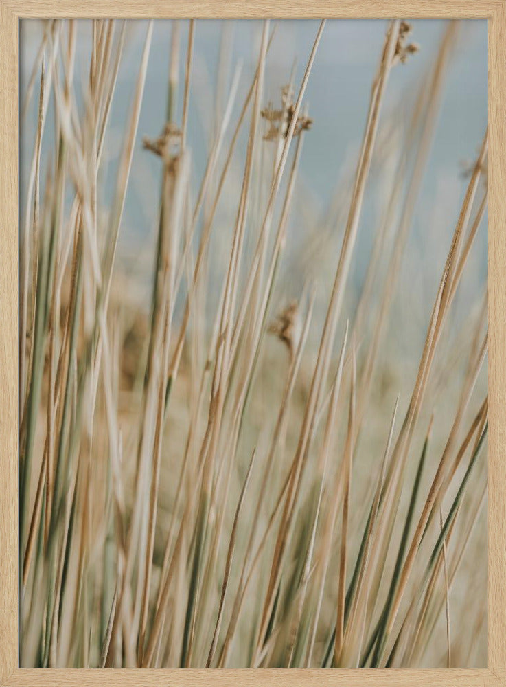 Dunes Flora Poster