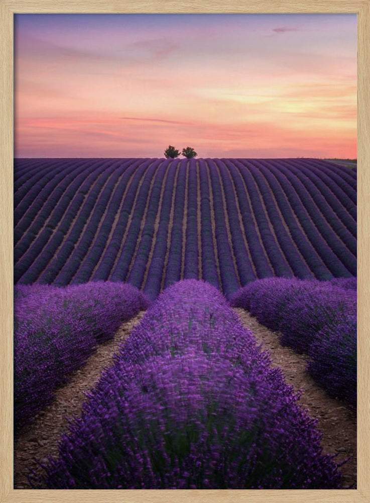 Lavender fild Poster