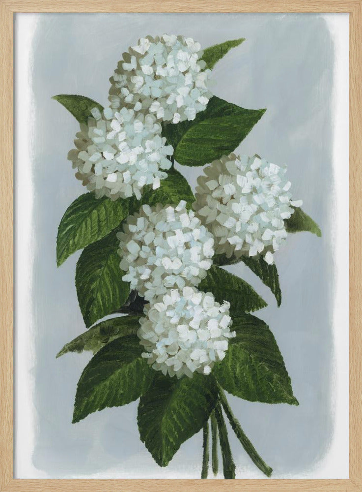 Bluma hydrangea bouquet Poster