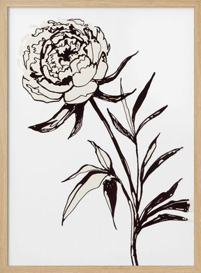 Loose peony ink sketch Poster