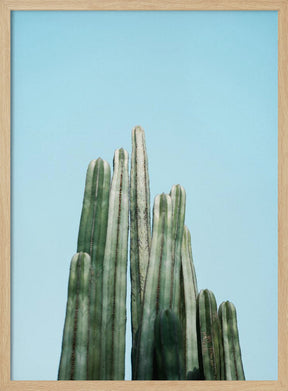 Tall Cacti Poster