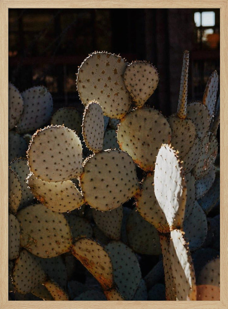 Tucson Cacti Poster