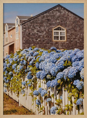 Cannon Beach Hydrangeas Poster