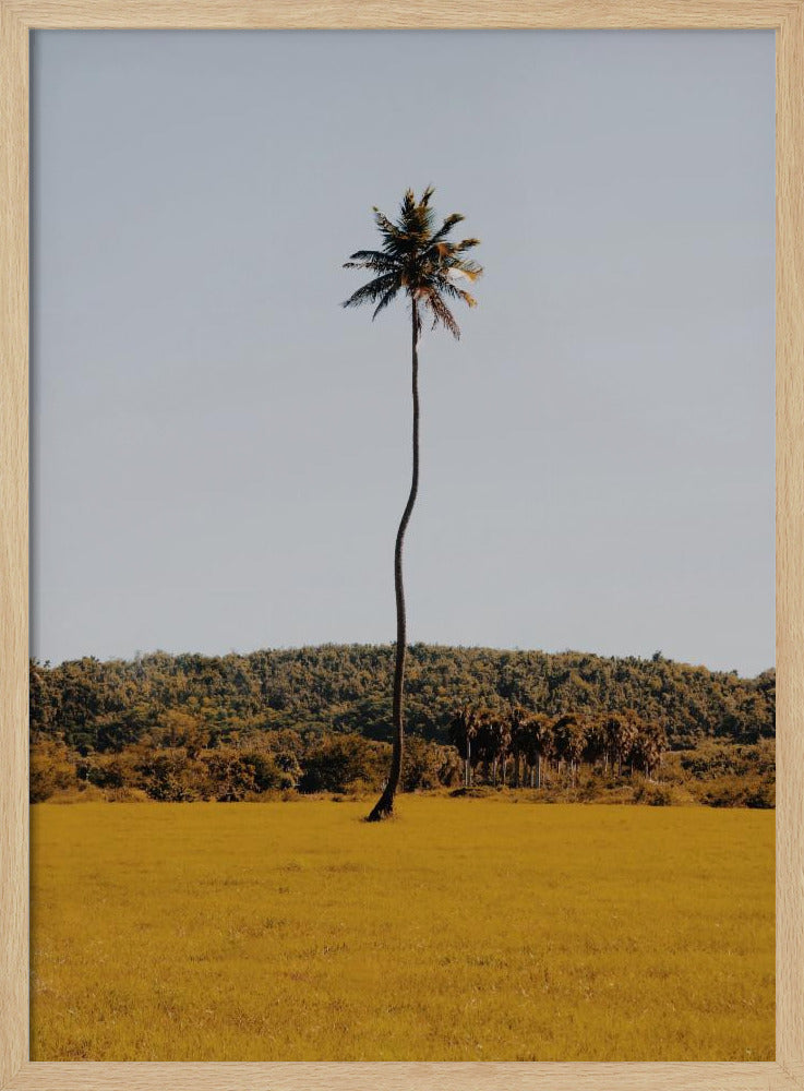 Puerto Rican Palm Tree Poster