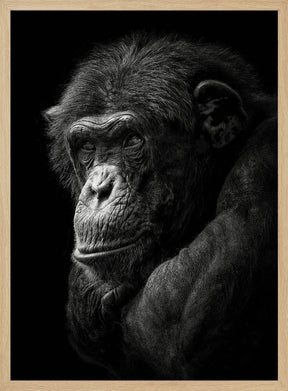 Chimpanzee Poster