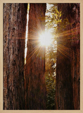 Redwood Forest Poster