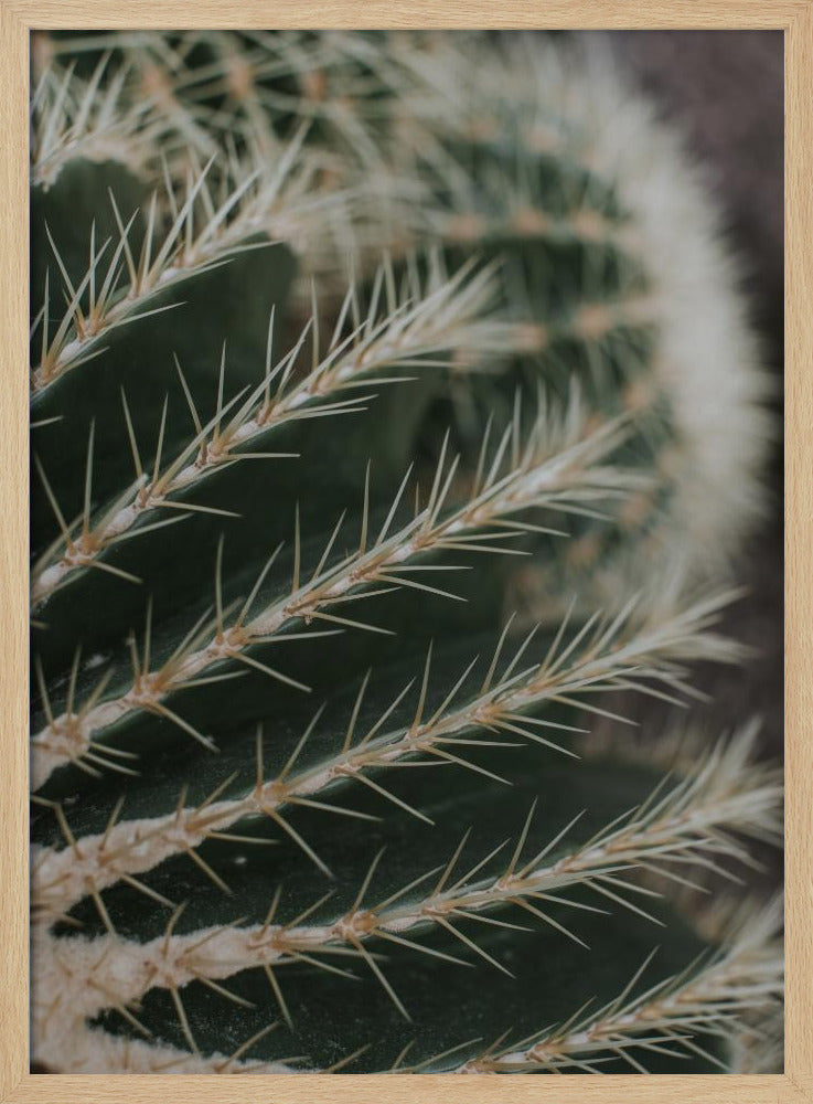 Cactus II Poster