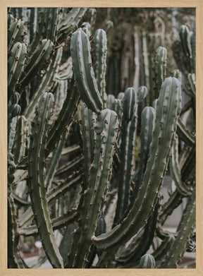 Desert Cactus Poster