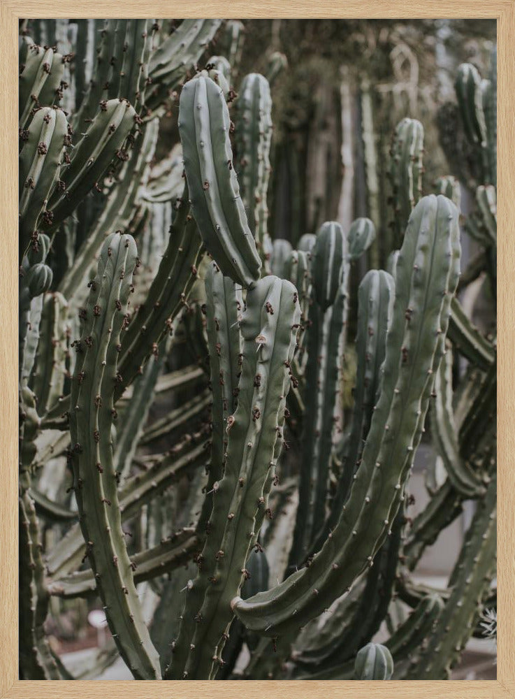 Desert Cactus Poster