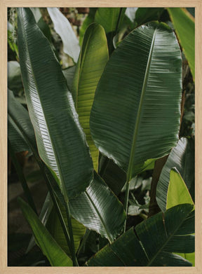 Banana Leaves Poster