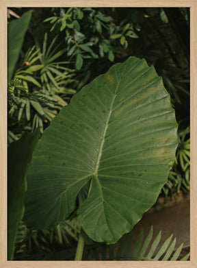 One Leaf Poster