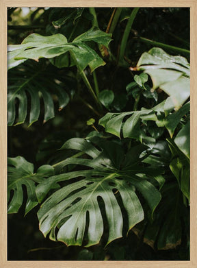 Monstera Leaves Poster