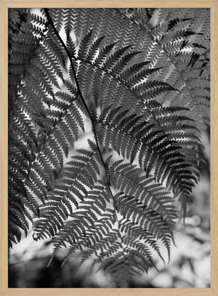 Fern in Black White Poster