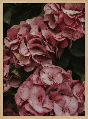 Old Pink Hydrangeas Poster