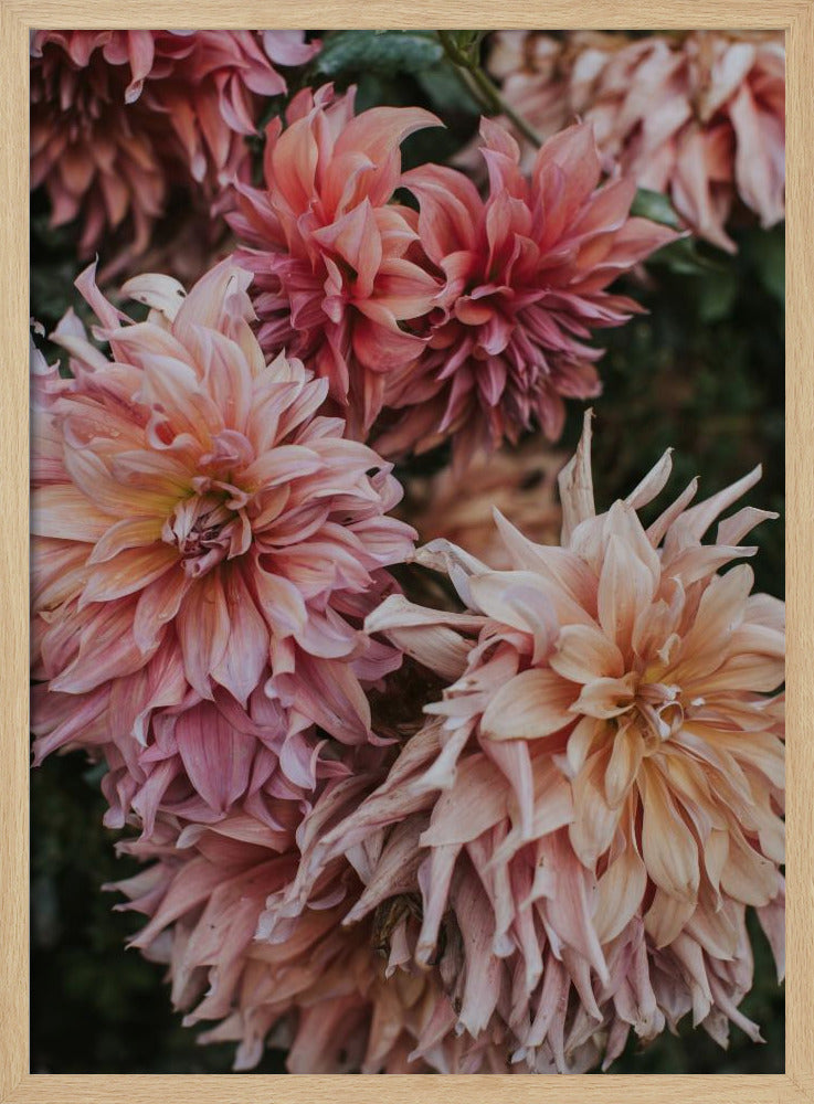 Pink Dhalias Poster