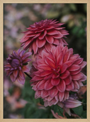 Dark Pink Dhalias Poster