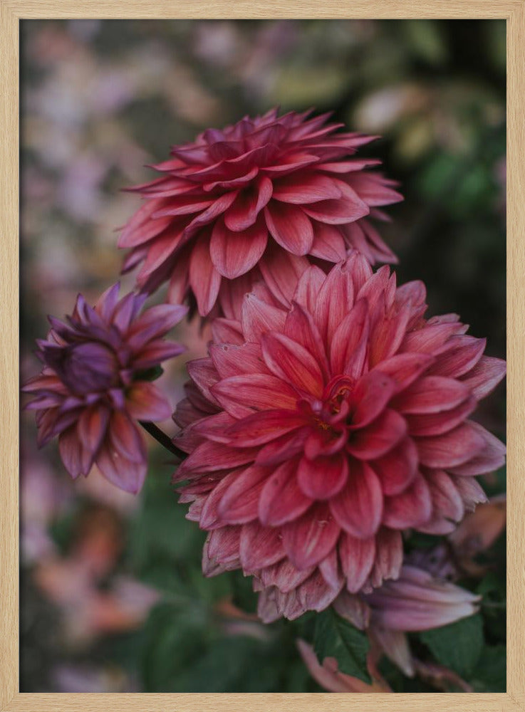 Dark Pink Dhalias Poster