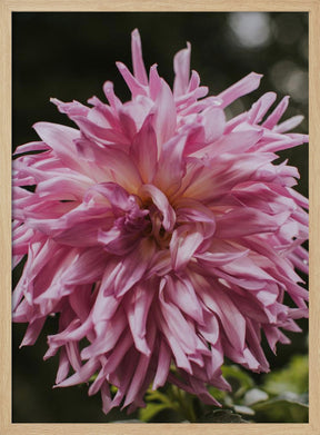 Light Pink Dhalia Poster