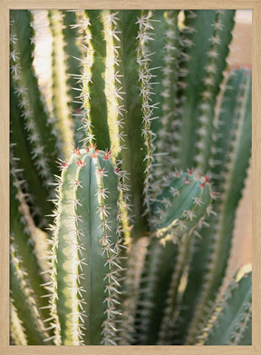 Gold &amp; Green Cacti Marrakech Poster