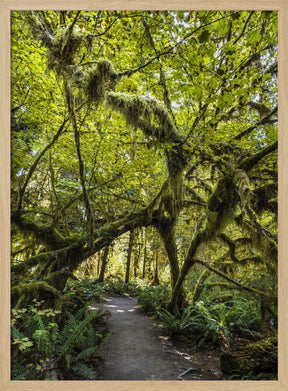 Path trough the amazing Hoh Rainforest, Olympic National Park Poster