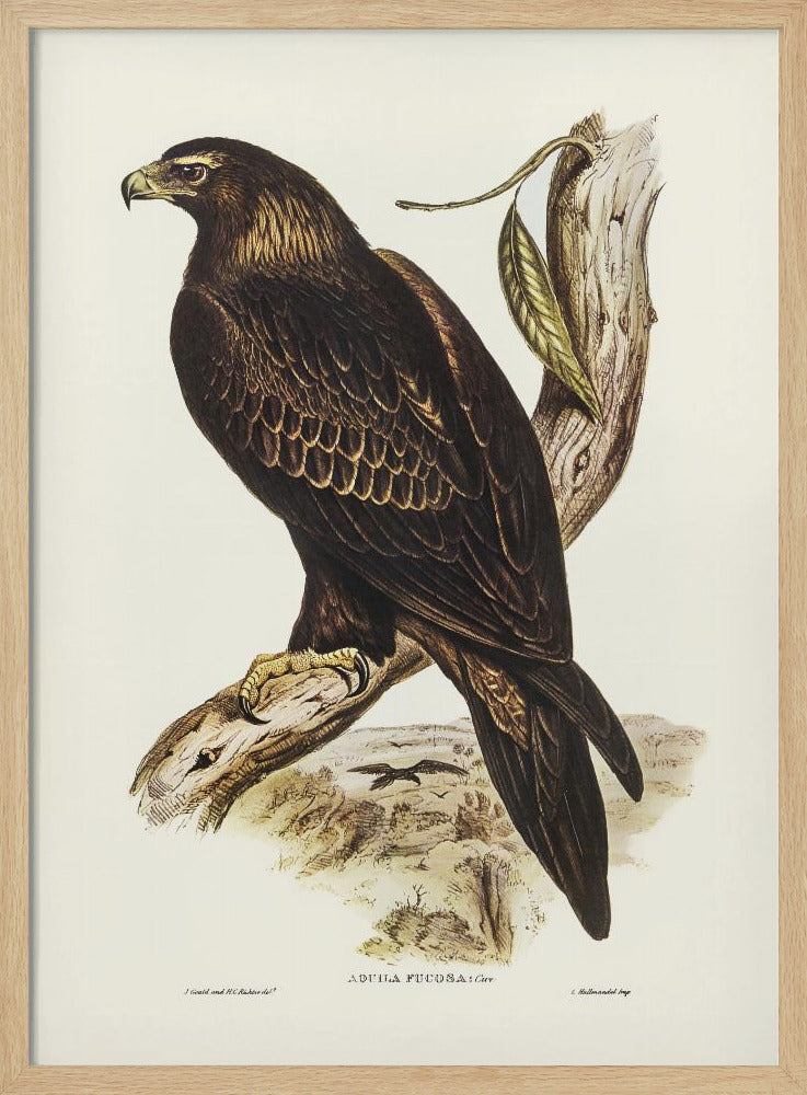 Wedge Tailed Eagle Poster