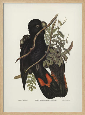 Western Black Cockatoo Poster