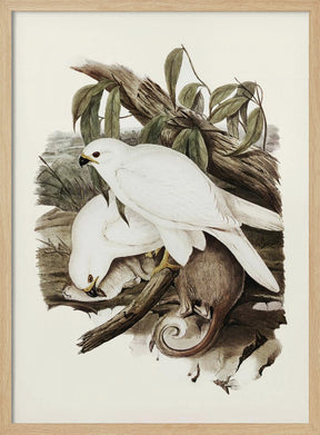 White Goshawk Poster