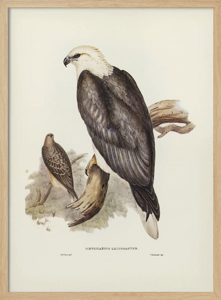 White Bellied Sea Eagle Poster