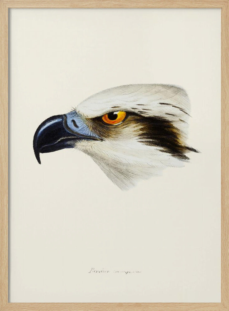 White Headed Osprey Poster