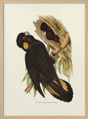 Yellow Eared Black Cockatoo Poster