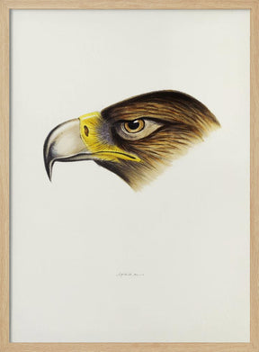 Wedge Tailed Eagle Poster