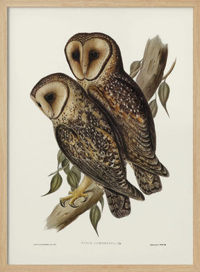 Masked Barn Owl Poster