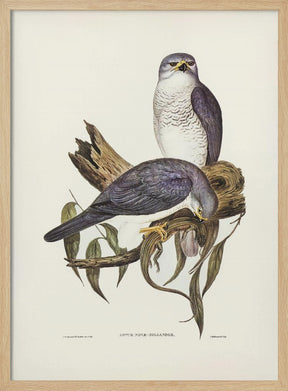 New Holland Goshawk Poster