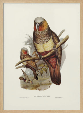 Prince of Essling&#039;s Parrot Poster