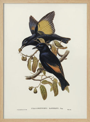 Rawnsley&#039;s Bower Bird Poster