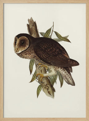 Sooty Owl Poster