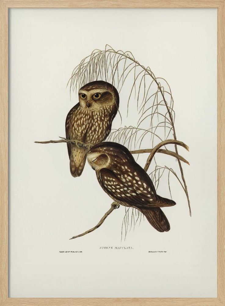 Spotted Owl Poster