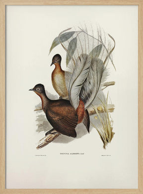 Albert Lyre Bird Poster