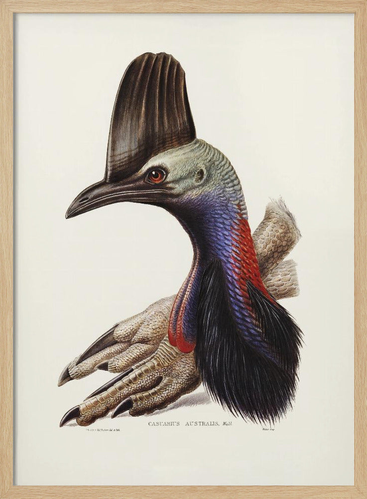 Australian Cassowary Poster