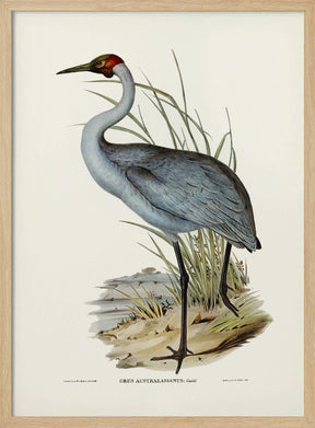 Australian Crane Poster