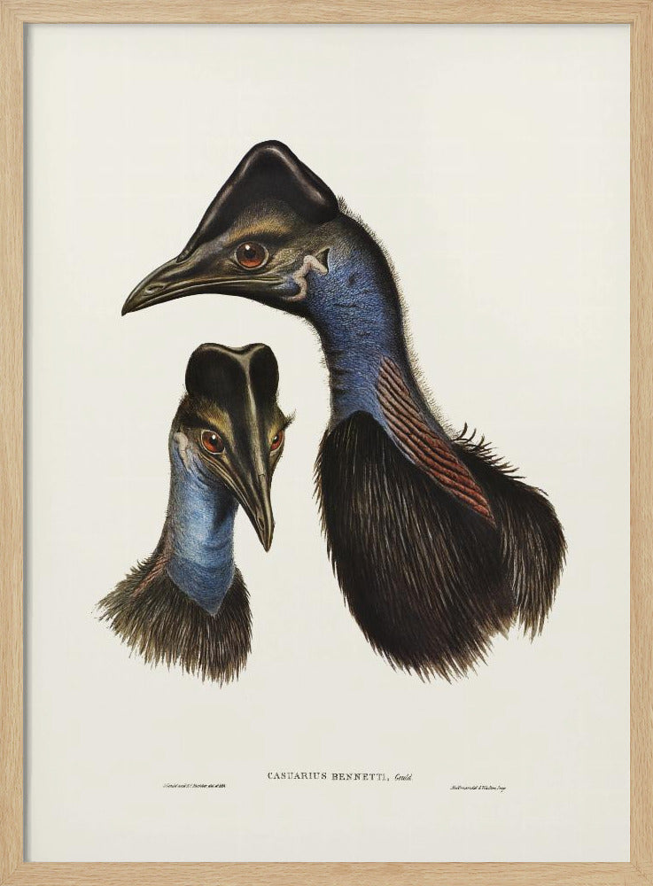 Bennett&#039;s Cassowary Blue Poster