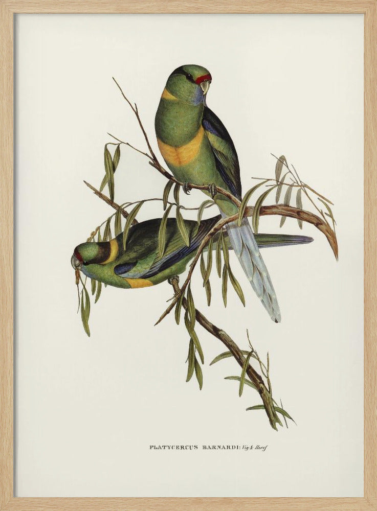 Black Tailed Parakeet Poster