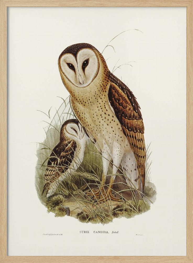 Grass Owl Poster