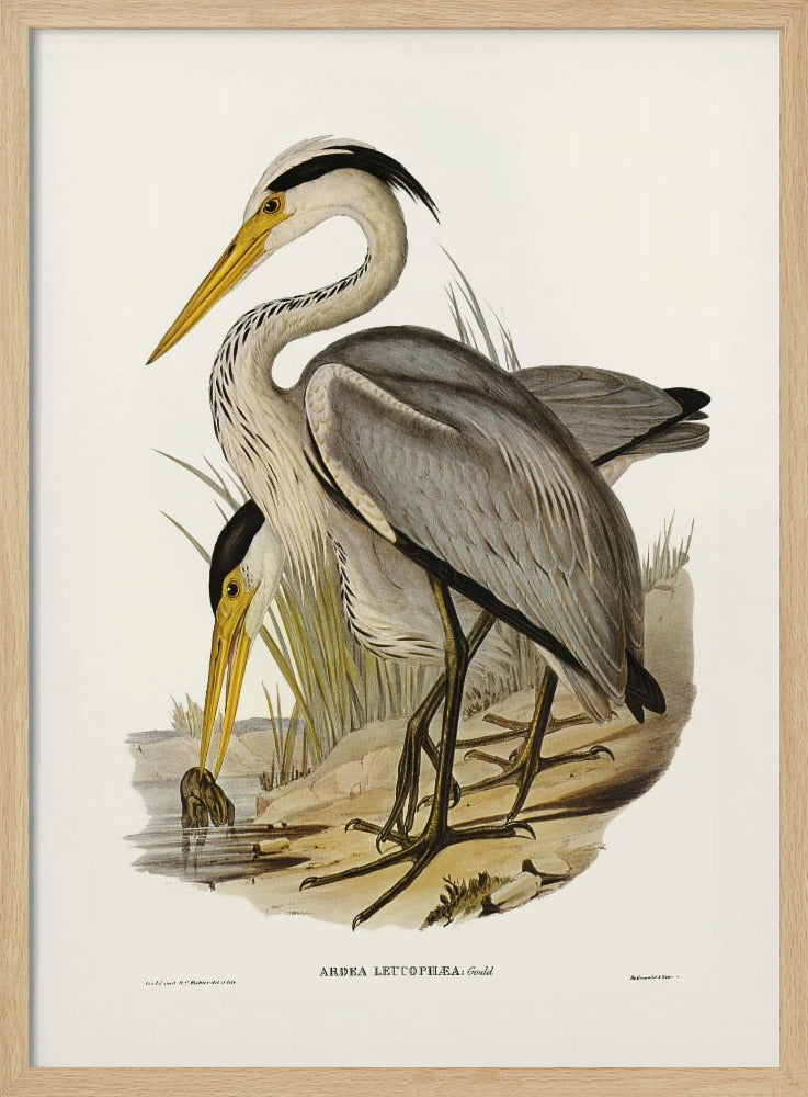 Great Grey Heron Poster