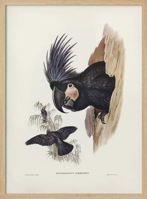 Great Palm Cockatoo Poster