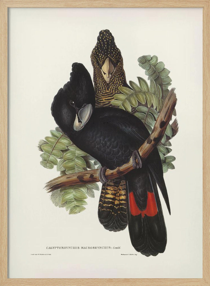 Great Billed Black Cockatoo Poster