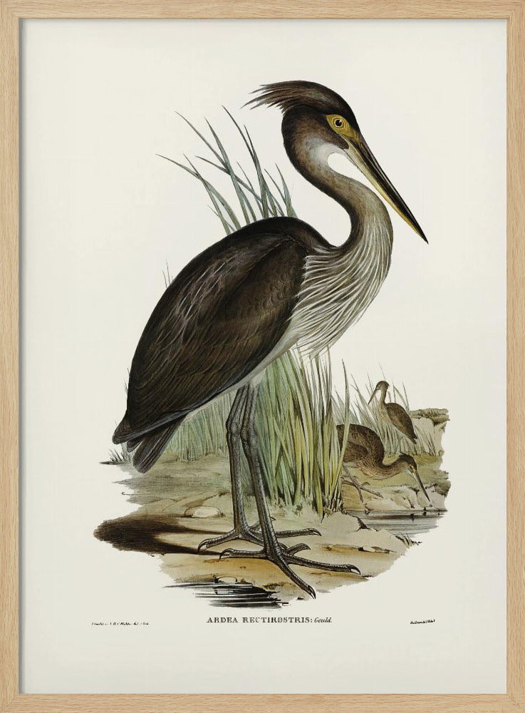 Great Billed Heron Poster